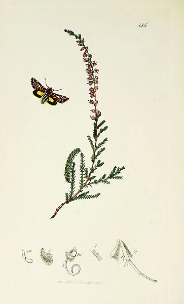 Curtis British Entomology Plate 145