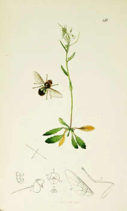 Framed Print : Curtis British Entomology Plate 146 Framed Print : Curtis British Entomology Plate 146
