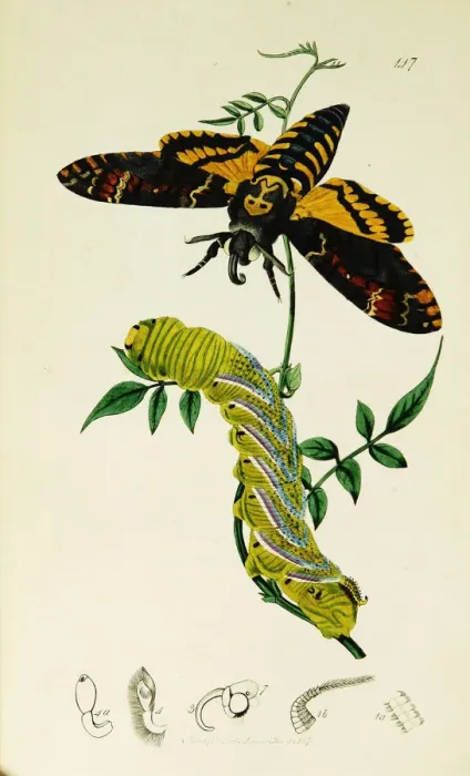Framed Print : Curtis British Entomology Plate 147 Framed Print : Curtis British Entomology Plate 147
