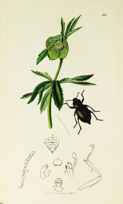 Framed Print : Curtis British Entomology Plate 148 Framed Print : Curtis British Entomology Plate 148