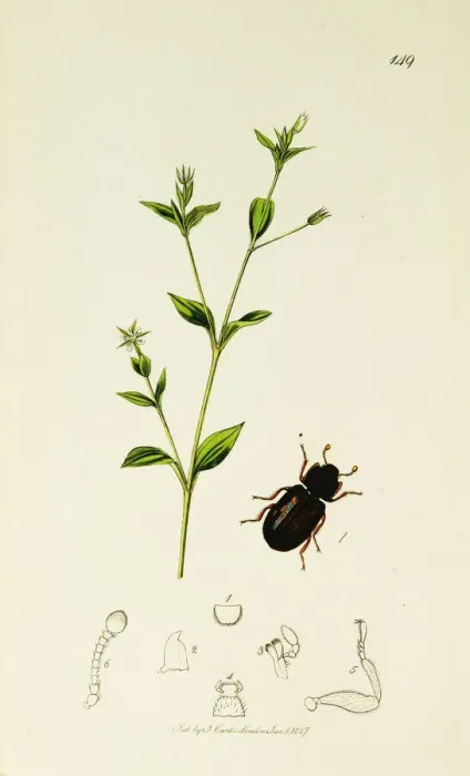 Framed Print : Curtis British Entomology Plate 149 Framed Print : Curtis British Entomology Plate 149