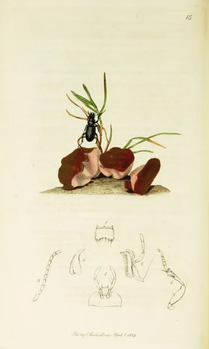 Framed Print : Curtis British Entomology Plate 15