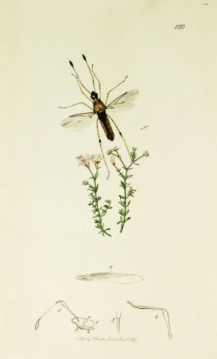 Framed Print : Curtis British Entomology Plate 150 Framed Print : Curtis British Entomology Plate 150