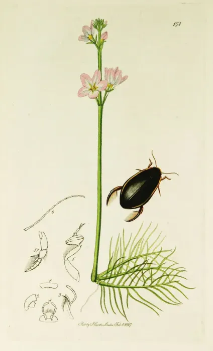 Framed Print : Curtis British Entomology Plate 151