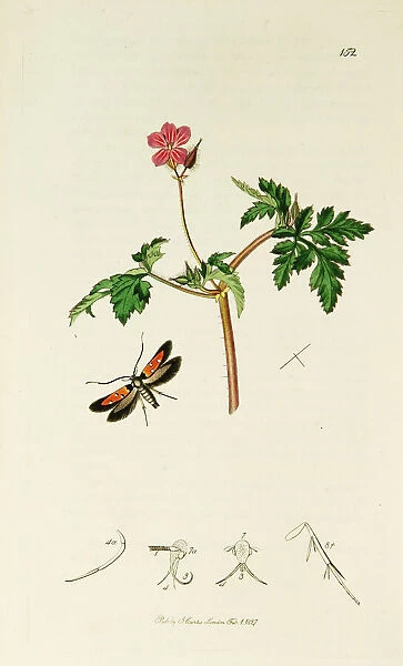 Curtis British Entomology Plate 152