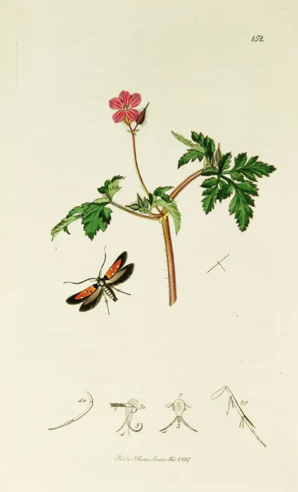 Framed Print : Curtis British Entomology Plate 152 Framed Print : Curtis British Entomology Plate 152