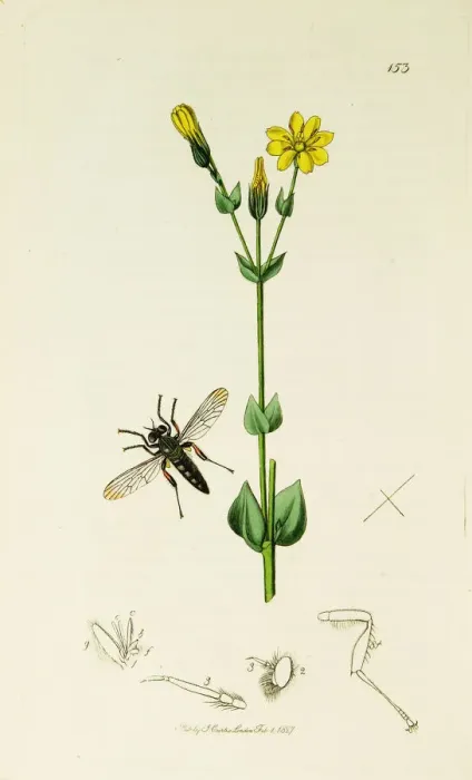 Framed Print : Curtis British Entomology Plate 153 Framed Print : Curtis British Entomology Plate 153