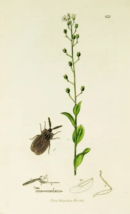 Framed Print : Curtis British Entomology Plate 154 Framed Print : Curtis British Entomology Plate 154