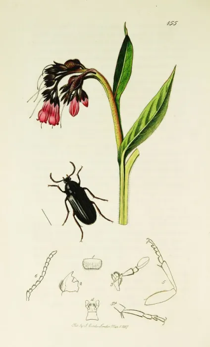 Framed Print : Curtis British Entomology Plate 155 Framed Print : Curtis British Entomology Plate 155