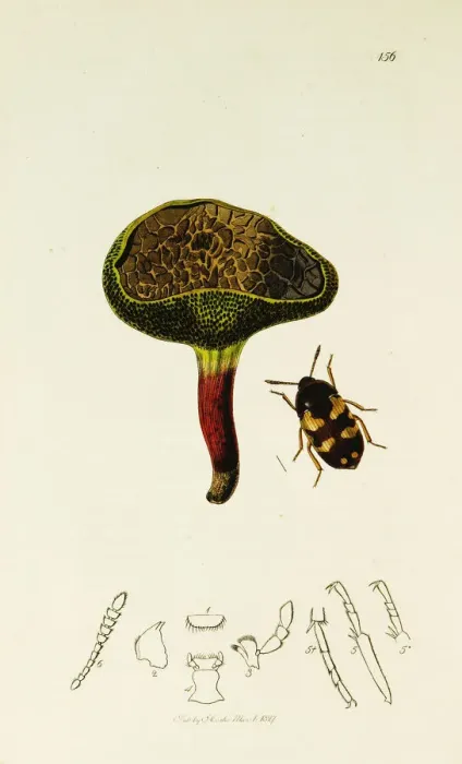 Framed Print : Curtis British Entomology Plate 156 Framed Print : Curtis British Entomology Plate 156