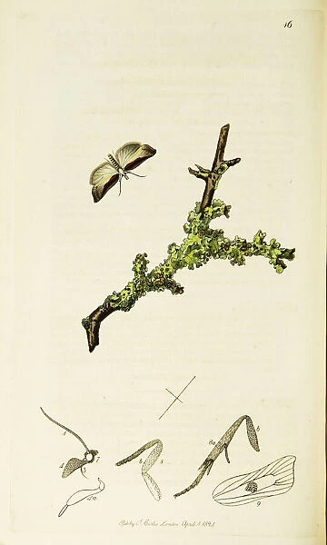 Curtis British Entomology Plate 16