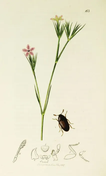 Framed Print : Curtis British Entomology Plate 163 Framed Print : Curtis British Entomology Plate 163