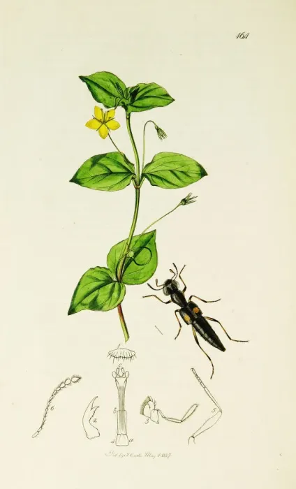 Framed Print : Curtis British Entomology Plate 164 Framed Print : Curtis British Entomology Plate 164