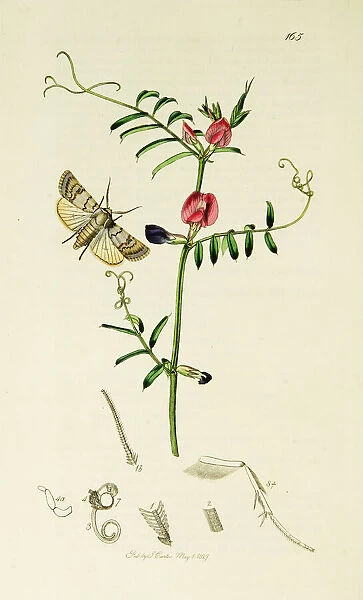 Curtis British Entomology Plate 165
