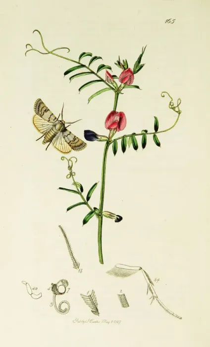 Framed Print : Curtis British Entomology Plate 165 Framed Print : Curtis British Entomology Plate 165