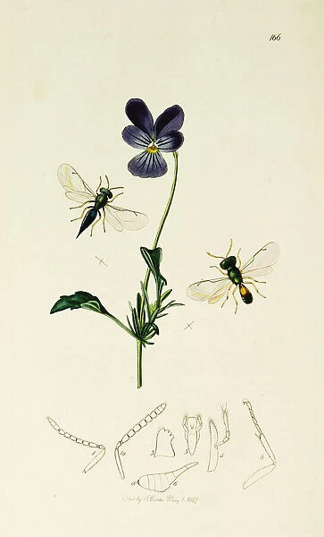Curtis British Entomology Plate 166