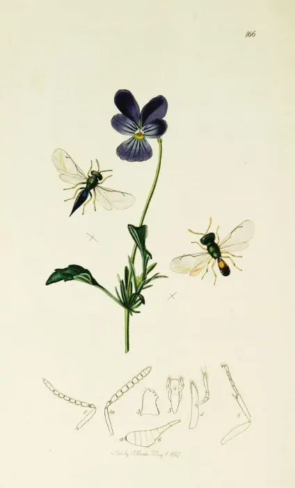 Framed Print : Curtis British Entomology Plate 166 Framed Print : Curtis British Entomology Plate 166