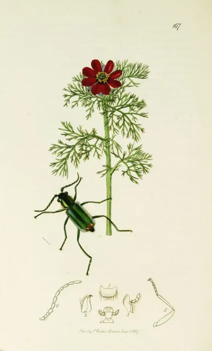 Framed Print : Curtis British Entomology Plate 167 Framed Print : Curtis British Entomology Plate 167