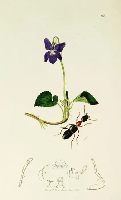 Framed Print : Curtis British Entomology Plate 168 Framed Print : Curtis British Entomology Plate 168
