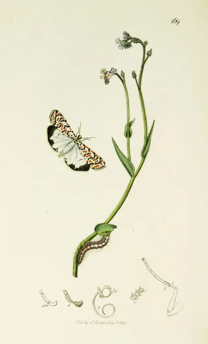 Framed Print : Curtis British Entomology Plate 169 Framed Print : Curtis British Entomology Plate 169