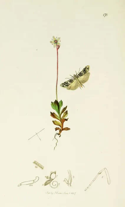 Framed Print : Curtis British Entomology Plate 170 Framed Print : Curtis British Entomology Plate 170