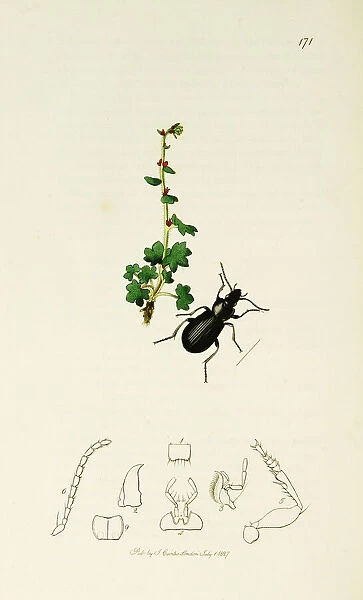 Curtis British Entomology Plate 171