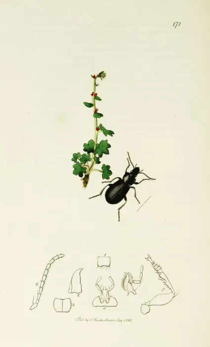 Framed Print : Curtis British Entomology Plate 171 Framed Print : Curtis British Entomology Plate 171