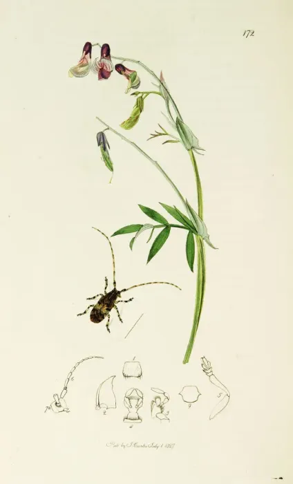 Framed Print : Curtis British Entomology Plate 172 Framed Print : Curtis British Entomology Plate 172