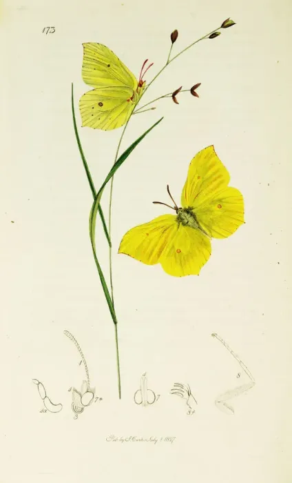 Framed Print : Curtis British Entomology Plate 173 Framed Print : Curtis British Entomology Plate 173