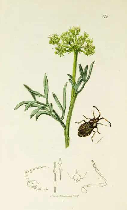 Framed Print : Curtis British Entomology Plate 174 Framed Print : Curtis British Entomology Plate 174