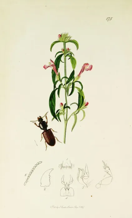 Framed Print : Curtis British Entomology Plate 175 Framed Print : Curtis British Entomology Plate 175
