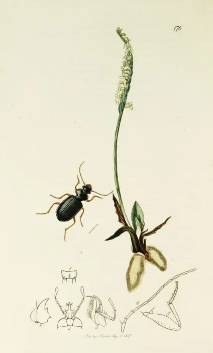 Framed Print : Curtis British Entomology Plate 176 Framed Print : Curtis British Entomology Plate 176