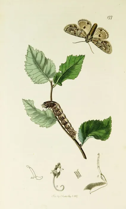 Framed Print : Curtis British Entomology Plate 177 Framed Print : Curtis British Entomology Plate 177