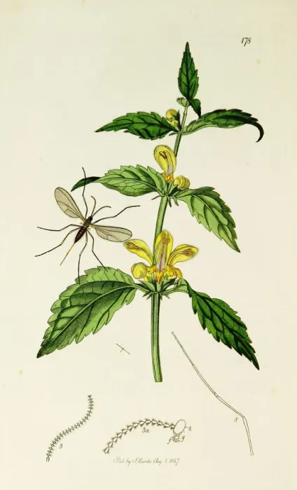 Framed Print : Curtis British Entomology Plate 178 Framed Print : Curtis British Entomology Plate 178