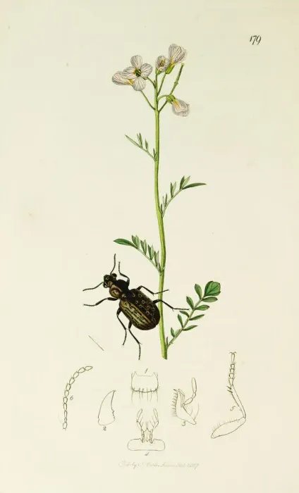 Framed Print : Curtis British Entomology Plate 179 Framed Print : Curtis British Entomology Plate 179