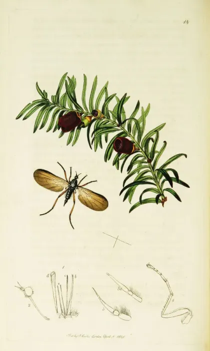 Framed Print : Curtis British Entomology Plate 18 Framed Print : Curtis British Entomology Plate 18