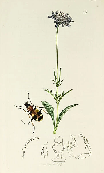 Curtis British Entomology Plate 180
