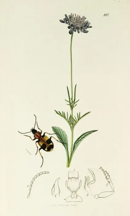 Framed Print : Curtis British Entomology Plate 180 Framed Print : Curtis British Entomology Plate 180