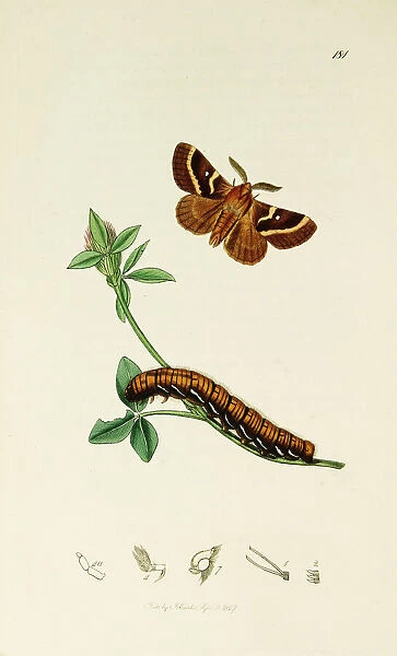 Curtis British Entomology Plate 181