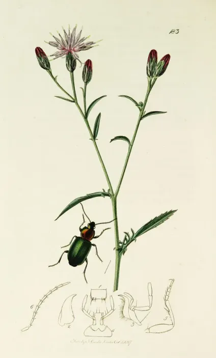Framed Print : Curtis British Entomology Plate 183 Framed Print : Curtis British Entomology Plate 183