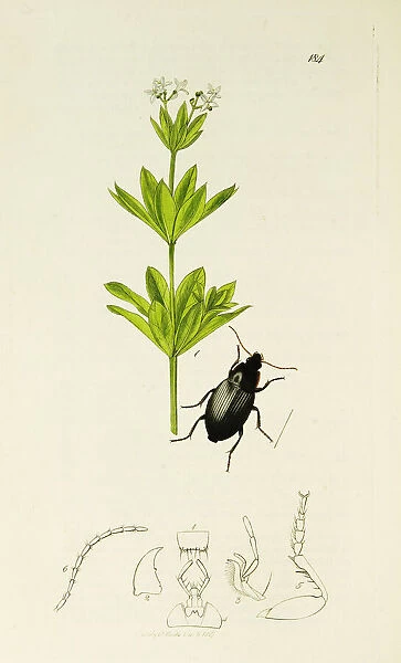 Curtis British Entomology Plate 184