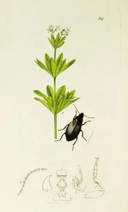Framed Print : Curtis British Entomology Plate 184 Framed Print : Curtis British Entomology Plate 184