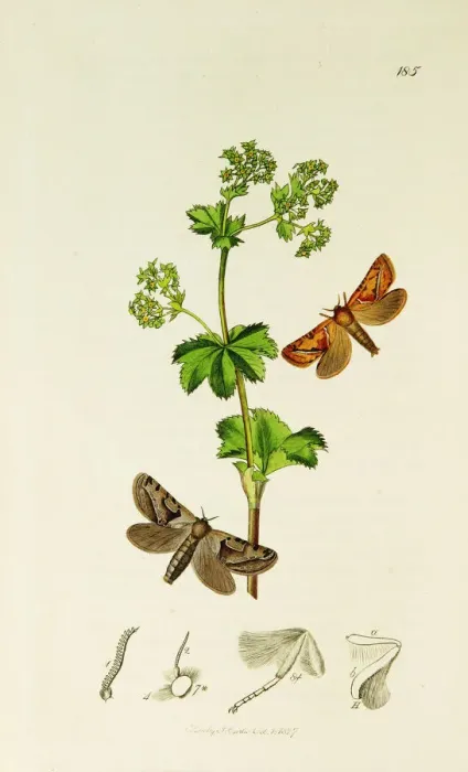 Framed Print : Curtis British Entomology Plate 185