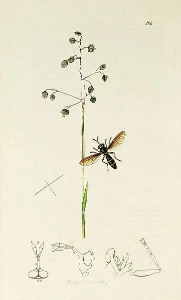 Curtis British Entomology Plate 186
