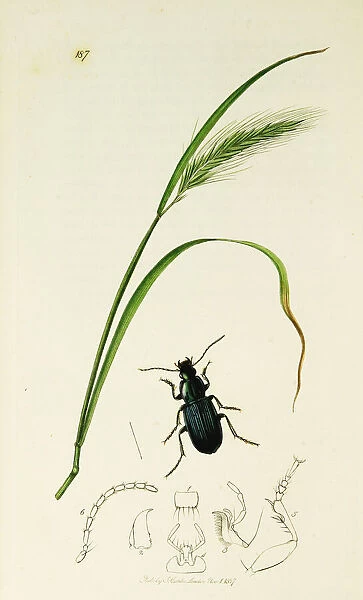 Curtis British Entomology Plate 187