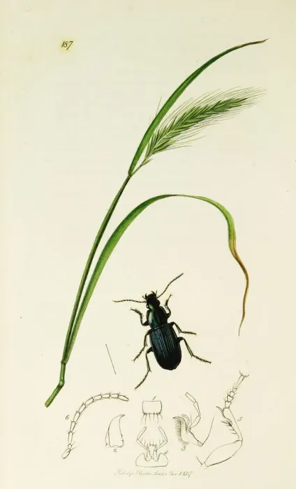 Framed Print : Curtis British Entomology Plate 187 Framed Print : Curtis British Entomology Plate 187