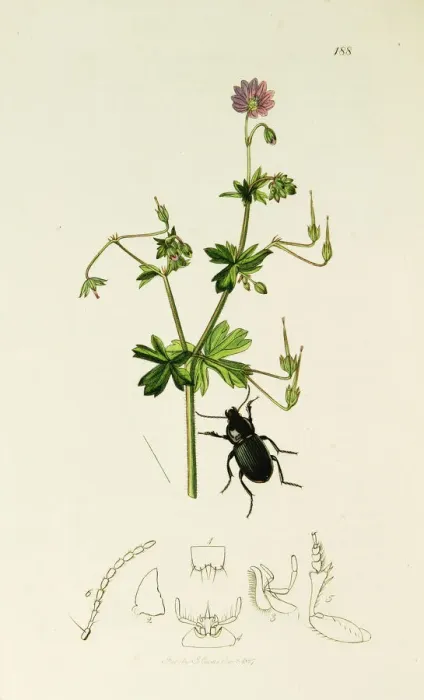 Framed Print : Curtis British Entomology Plate 188 Framed Print : Curtis British Entomology Plate 188
