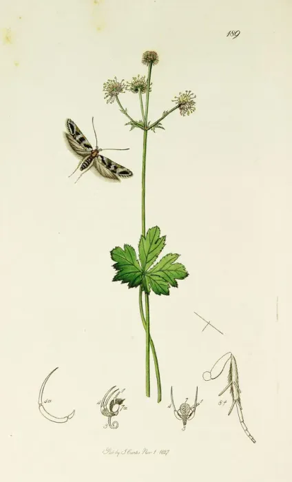 Framed Print : Curtis British Entomology Plate 189 Framed Print : Curtis British Entomology Plate 189