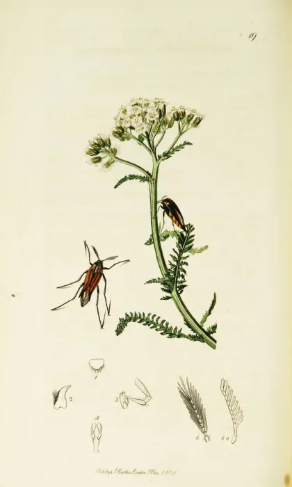 Framed Print : Curtis British Entomology Plate 19 Framed Print : Curtis British Entomology Plate 19