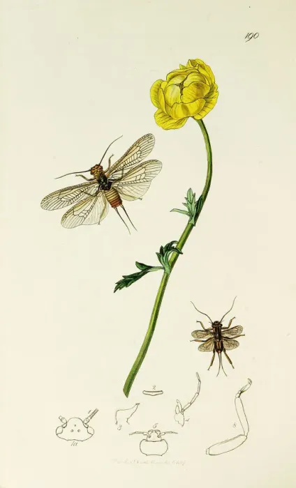 Framed Print : Curtis British Entomology Plate 190 Framed Print : Curtis British Entomology Plate 190